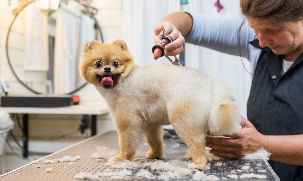 Pet Services