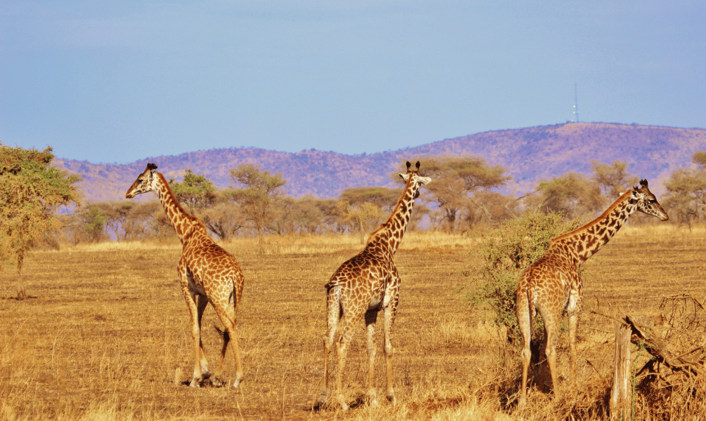 A Wild Safari In Kenya